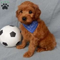 Robbie (micro mini)/Mini Goldendoodle									Puppy/Male																/9 Weeks,Hi there! My name is Robbie and I’m the sweetest little F1bb micro mini goldendoodle looking for my furever home! One look into my warm, loving eyes and at my super soft fluffy coat and I’ll be sure to have captured your heart already! I’m very happy, playful and very kid friendly and I would love to fill your home with all my puppy love!! I am full of personality, and I give amazing puppy kisses! I stand out above the rest with my sweet, loving personality and my adorable red colored coat! I will come to you vet checked and up to date on all vaccinations and dewormings . I come with a 1-year guarantee with the option of extending it to a 3-year guarantee and shipping is available! My mother is Mopsy, an F1b Mini Goldendoodle weighing 10# with a heart of gold and my father is Pete, a 7# toy Poodle! Both of my parents are very sweet and kid friendly which will make me the same!! I will grow to approx. 8-10# and I will be hypoallergenic and nonshedding! !!… Why wait when you know I’m the one for you? Call or text Martha to make me the newest addition to your family and get ready to spend a lifetime of tail wagging fun with me! (7% sales tax on in home pickups)