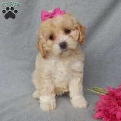 Maggie/Cockapoo									Puppy/Female														/10 Weeks,Prepare to fall in love!!!  My name is Maggie and I’m the sweetest little F1 cockapoo and I would love to come home with you!!!! One look into my warm, loving eyes and at my silky soft coat and I’ll be sure to have captured your heart already! I’m very happy, playful and very kid friendly and I would love to fill your home with all my puppy love!! I am full of personality, and ready for adventures! I stand out way above the rest with my beautiful buff colored coat!!… I will come to you vet checked head to tail, microchipped and I am up to date on all vaccinations and dewormings. I come with a 1-year guarantee with the option of extending it to a 3-year guarantee and shipping is available! My mother is Jo , a 19#chocolate merle cocker spaniel with a heart of gold and my father is Zeke,our 10# playful and kid friendly mini poodle… and he has also been genetically tested clear!  I will grow to approx. 14-17# and I will be hypoallergenic and nonshedding! !!… Why wait when you know I’m the one for you? Call or text Martha to make me the newest addition to your family and get ready to spend a lifetime of tail wagging fun with me! (7% sales tax on in home pickups) 