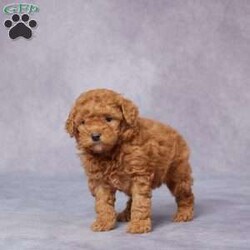 Quinn/Miniature Poodle									Puppy/Male																/6 Weeks,Say hello to Quinn, a sweet and lovable Mini Poodle who’s ready to bring joy to his forever family! Raised in a caring environment, Quinn is surrounded by love and attention, making him friendly, playful, and eager to be your new best friend.