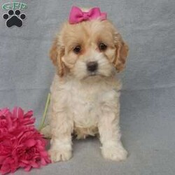 Maggie/Cockapoo									Puppy/Female														/10 Weeks,Prepare to fall in love!!!  My name is Maggie and I’m the sweetest little F1 cockapoo and I would love to come home with you!!!! One look into my warm, loving eyes and at my silky soft coat and I’ll be sure to have captured your heart already! I’m very happy, playful and very kid friendly and I would love to fill your home with all my puppy love!! I am full of personality, and ready for adventures! I stand out way above the rest with my beautiful buff colored coat!!… I will come to you vet checked head to tail, microchipped and I am up to date on all vaccinations and dewormings. I come with a 1-year guarantee with the option of extending it to a 3-year guarantee and shipping is available! My mother is Jo , a 19#chocolate merle cocker spaniel with a heart of gold and my father is Zeke,our 10# playful and kid friendly mini poodle… and he has also been genetically tested clear!  I will grow to approx. 14-17# and I will be hypoallergenic and nonshedding! !!… Why wait when you know I’m the one for you? Call or text Martha to make me the newest addition to your family and get ready to spend a lifetime of tail wagging fun with me! (7% sales tax on in home pickups) 