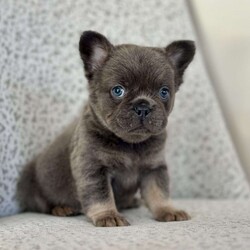 Bluebelle/French Bulldog									Puppy/Female														/7 Weeks,Meet Bluebelle – Your New Best Friend! Bluebelle is a stunning blue and tan full fluffy Frenchie with a coat as soft as her personality. This beautiful girl is on the lookout for her forever home, and once you meet her, you’ll understand why she’s so special! Bluebelle is a delight in every way – calm, well-mannered, and deeply affectionate. She adores cuddles, thrives on attention, and will quickly become the heart of your home. Whether she’s making friends with people or playing with other dogs, Bluebelle’s sweet and gentle nature always shines through. If you’re looking for a puppy who combines charm, beauty, and a loving personality, Bluebelle is the perfect match. Don’t miss out on this little treasure – she’s ready to bring love, joy, and plenty of fluffy cuddles into your life. Contact us today to learn more about welcoming Bluebelle into your family!