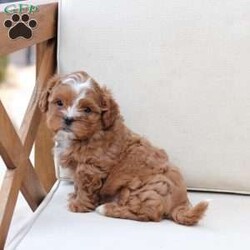 Charlie/Shih-Poo									Puppy/Male																/9 Weeks,To contact the breeder about this puppy, click on the “View Breeder Info” tab above.