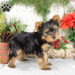 Max/Yorkie									Puppy/Male																/11 Weeks,Meet Max! This super cute Yorkie puppy is vet checked & up to date on shots & wormer. He can be registered, plus comes with a 30-day health guarantee provided by the breeder! Max is super playful & well socialized. He is currently being family raised with children, making him a perfect addition to your family home! If you would like more information on how you can welcome this cutie into your home, please contact Glenn & Miriam Fox today!