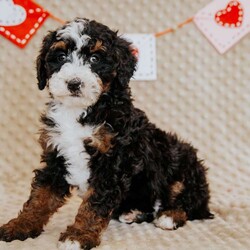 Pirate/Mini Bernedoodle									Puppy/Male																/8 Weeks,Do you love Bernese Mountain dogs but struggle with the heavy shedding then take a look at this puppy. With their poodle hair but Bernese happy personality they are sure to please.