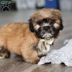 Justin/Lhasa Apso									Puppy/Male																/10 Weeks,Meet Justin he is the most adorable Lhasa Apso pup with a heart as big as his fluffy coat! This little bundle of joy is ready to bring love, laughter, and endless cuddles to your home. With his bright, expressive eyes and charming personality, he is guaranteed to win your heart in no time. Lhasas are known for their loyalty and intelligence, making them the perfect companions for families or individuals alike. Justin absolutely loves attention and will happily follow you wherever you go, always ready for snuggles or a fun game. Spend a little time with Justin, and you’ll find a best friend!