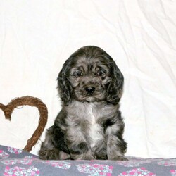 Robin/Cocker Spaniel									Puppy/Female														/November 25th, 2024