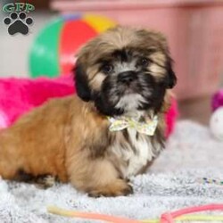 Justin/Lhasa Apso									Puppy/Male																/10 Weeks,Meet Justin he is the most adorable Lhasa Apso pup with a heart as big as his fluffy coat! This little bundle of joy is ready to bring love, laughter, and endless cuddles to your home. With his bright, expressive eyes and charming personality, he is guaranteed to win your heart in no time. Lhasas are known for their loyalty and intelligence, making them the perfect companions for families or individuals alike. Justin absolutely loves attention and will happily follow you wherever you go, always ready for snuggles or a fun game. Spend a little time with Justin, and you’ll find a best friend!