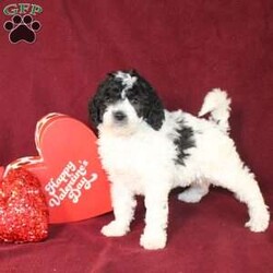 Bella/Mini Goldendoodle									Puppy/Female														/7 Weeks,Say hello to this charming and fluffy Mini Goldendoodle puppy who is started on potty training and crate training. This little sweetie pie is born to parents who are Genetically clear via Embark Vet for over 215 hereditary issues and their results show that this litter of puppies will not have any health issues that will adversely affect their health. While other Mini Goldendoodles may suffer from health issues as they age, this pup will have no predispositions to health concerns!  Each pup in this litter is up to date on shots and dewormer and vet checked! We offer the option for microchipping and a 1 Year Genetic Health Guarantee! 