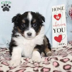 Tina/Miniature Australian Shepherd									Puppy/Female														/7 Weeks,Say hello to this adorable Miniature Australian Shepherd puppy who loves people! This sweetie pie comes up to date on shots and dewormer and will be vet checked before going home. The father Cody is Embark DNA tested clear for over 215 health issues so you can rest assured your puppy is a healthy pup! If you are seeking a pup who would be fun to train contact us today! 