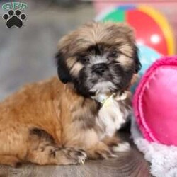 Justin/Lhasa Apso									Puppy/Male																/10 Weeks,Meet Justin he is the most adorable Lhasa Apso pup with a heart as big as his fluffy coat! This little bundle of joy is ready to bring love, laughter, and endless cuddles to your home. With his bright, expressive eyes and charming personality, he is guaranteed to win your heart in no time. Lhasas are known for their loyalty and intelligence, making them the perfect companions for families or individuals alike. Justin absolutely loves attention and will happily follow you wherever you go, always ready for snuggles or a fun game. Spend a little time with Justin, and you’ll find a best friend!