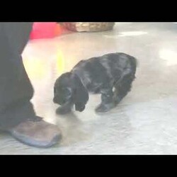 Robin/Cocker Spaniel									Puppy/Female														/November 25th, 2024,Meet Robin! This loving Cocker Spaniel puppy is vet checked & up to date on shots & wormer, plus comes with a 30-day health guarantee provided by the breeder! Robin is well socialized & currently being family raised with children! If you would like more information on this playful pup, please contact Steven Fisher today!