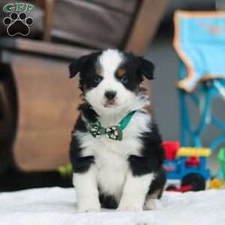 Rosco/Miniature Australian Shepherd									Puppy/Male																/9 Weeks,Introducing Rosco, the delightful AKC Miniature Australian Shepherd puppy that’s sure to steal your heart! With a coat as soft as a cloud and eyes that gleam with intelligence, Rosco is a true showstopper. His stunning appearance is only the beginning—this little guy is as sharp as a tack, soaking up new tricks and responding eagerly to training. Australian Shepherds are renowned for their intelligence, and Rosco is no exception. His quick learning and endless curiosity will keep you amazed as he effortlessly masters new skills. From herding imaginary sheep in the backyard to organizing his favorite toys, Rosco will bring a playful spark to your day.