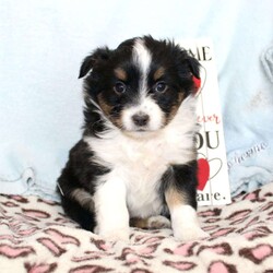 Tina/Miniature Australian Shepherd									Puppy/Female														/7 Weeks