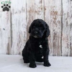 Holly/Mini Labradoodle									Puppy/Female														/8 Weeks,Need a fun puppy to bring cheer to these wintery days? The generation of this puppy is f1b. Family raised, up to date on shots and dewormer, and comes with a 1 year genetic health guarantee. She’s socialized with our children, who help care for the puppies!! She comes with a small bag of food, blanket, toy and a collar. Give us a call today! We’re open Monday-Saturday 8-8 and closed on Sundays. Sunday messages will be returned on Monday. Country Echoes Kennel,  Raymond Lapp Sunbury Pa 17801 Pa Kennel License #17927