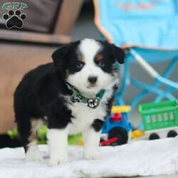 Rosco/Miniature Australian Shepherd									Puppy/Male																/9 Weeks,Introducing Rosco, the delightful AKC Miniature Australian Shepherd puppy that’s sure to steal your heart! With a coat as soft as a cloud and eyes that gleam with intelligence, Rosco is a true showstopper. His stunning appearance is only the beginning—this little guy is as sharp as a tack, soaking up new tricks and responding eagerly to training. Australian Shepherds are renowned for their intelligence, and Rosco is no exception. His quick learning and endless curiosity will keep you amazed as he effortlessly masters new skills. From herding imaginary sheep in the backyard to organizing his favorite toys, Rosco will bring a playful spark to your day.