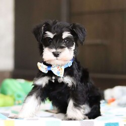 Carter/Miniature Schnauzer									Puppy/Male																/7 Weeks,Allow me to introduce you to the most darling AKC Schnauzer puppy, Carter! He embodies the perfect blend of sweetness and spunk. With his soft, silky coat he is an absolute joy to snuggle. No matter where you go, Carter will always be a head turner. Whether it’s a brisk walk in the park or a lively play session, he will turn any ordinary day into an adventure!