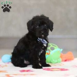 Watson/Schnoodle									Puppy/Male																/6 Weeks,Meet Watson, an adorable F1 Schnoodle! With his irresistibly fluffy coat, He is the perfect snuggle buddy. His round, expressive eyes sparkle with curiosity and intelligence, showcasing his playful and adventurous spirit. His perky ears are always on alert, taking in every sound around him with keen interest. Not only is he undeniably cute, but he’s also intelligent, affectionate, and full of playful energy. Raised in a loving home, he has received plenty of attention, ensuring he is well-socialized and ready to become a treasured member of your family.