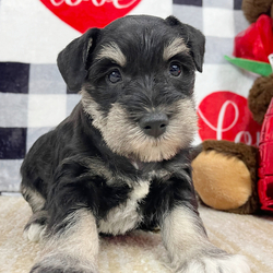 Adopt a dog:Lexie/Miniature Schnauzer/Female/6 weeks,I bet that you've never seen a puppy like me! I'm just that cute! Playing is my favorite game. I can't wait to meet my new family. We are going to have so much fun together. We're going to go for nice walks, play lots of games, and when we're done, we'll curl up next to each other. Do you think you could be the family for me? I hope so too! Oh, and did I mention that I give world-famous puppy kisses? Don't miss out on them!