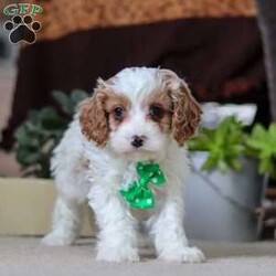 Leo/Cavapoo									Puppy/Male																/9 Weeks,Leo is the definition of “pawsitively” delightful! He has the cutest little face of a Cavapoo, always ready to brighten your day with his playful antics. This little guy is incredibly affectionate and loves snuggles, making him the perfect cuddle buddy. With bright eyes that seem to sparkle with mischief and warmth, he is always ready to embark on a new adventure or curl up by your side for a relaxing afternoon nap. Whether he’s impressing you with his quick learning abilities or showering you with licks and tail wags, his joyful spirit and gentle demeanor make him an irresistible addition to any loving home. His friendly nature, boundless energy and little sparks of spunk will keep you entertained, and his loyalty will warm your heart.