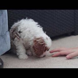 Leo/Cavapoo									Puppy/Male																/9 Weeks,Leo is the definition of “pawsitively” delightful! He has the cutest little face of a Cavapoo, always ready to brighten your day with his playful antics. This little guy is incredibly affectionate and loves snuggles, making him the perfect cuddle buddy. With bright eyes that seem to sparkle with mischief and warmth, he is always ready to embark on a new adventure or curl up by your side for a relaxing afternoon nap. Whether he’s impressing you with his quick learning abilities or showering you with licks and tail wags, his joyful spirit and gentle demeanor make him an irresistible addition to any loving home. His friendly nature, boundless energy and little sparks of spunk will keep you entertained, and his loyalty will warm your heart.