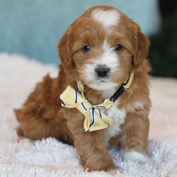 Adopt a dog:Walker/Goldendoodle/Male/6 weeks,Hello! My name is Walker, and I'm super excited to meet you! I'm a loyal Goldendoodle. I do great in cold weather. I could do well in a home with kids and other pets (even cats!) I'm a great dog for first-time pet owners and seniors. Water is one of my favorite things. I would love to come home with you!  I will be up to date on my vaccinations before coming home to you, so we can play as soon as I get there. Call about me today before it is too late!