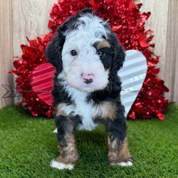 Adopt a dog:Rockwell/Bernedoodle/Male/5 weeks,Hi! My name is Rockwell. I am a very gorgeous and unique puppy. I am now taking applications for my new family. I want to live with them forever, so I must make sure that I choose the right one! I am told that I am very smart, sweet, and playful. I love to watch what you do very attentively. Spending time with you will make me the happiest puppy ever! Sometimes I feel the need to give you puppy kisses! I prefer to kiss your nose, as there is something so funny about human noses; they make me giggle. I also really enjoy chasing my tail. I don't know what that thing does back there, but it intrigues me. I have yet to catch it, but I'll keep trying. I am looking for a family that will love and spoil me, as long as you let me spoil you with my love too. I think you could be the one for me!