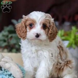 Leo/Cavapoo									Puppy/Male																/9 Weeks,Leo is the definition of “pawsitively” delightful! He has the cutest little face of a Cavapoo, always ready to brighten your day with his playful antics. This little guy is incredibly affectionate and loves snuggles, making him the perfect cuddle buddy. With bright eyes that seem to sparkle with mischief and warmth, he is always ready to embark on a new adventure or curl up by your side for a relaxing afternoon nap. Whether he’s impressing you with his quick learning abilities or showering you with licks and tail wags, his joyful spirit and gentle demeanor make him an irresistible addition to any loving home. His friendly nature, boundless energy and little sparks of spunk will keep you entertained, and his loyalty will warm your heart.