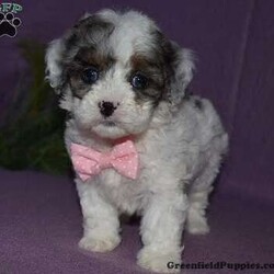 Clarissa/Forever									Puppy/Female														/8 Weeks,Clarissa is outgoing,playful and has sweet Cavachon/Poodle temperment. She’s looking for her forever home. 