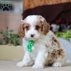 Leo/Cavapoo									Puppy/Male																/9 Weeks,Leo is the definition of “pawsitively” delightful! He has the cutest little face of a Cavapoo, always ready to brighten your day with his playful antics. This little guy is incredibly affectionate and loves snuggles, making him the perfect cuddle buddy. With bright eyes that seem to sparkle with mischief and warmth, he is always ready to embark on a new adventure or curl up by your side for a relaxing afternoon nap. Whether he’s impressing you with his quick learning abilities or showering you with licks and tail wags, his joyful spirit and gentle demeanor make him an irresistible addition to any loving home. His friendly nature, boundless energy and little sparks of spunk will keep you entertained, and his loyalty will warm your heart.