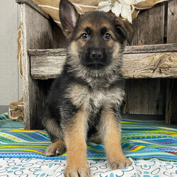 Adopt a dog:Victor/German Shepherd Dog/Male/7 weeks,Hello! My name is Victor! Am I not the cutest puppy you have ever seen? That is what everyone keeps telling me. Not only am I cute, but I also have a great personality too. Before arriving home, I will be up to date on my vaccinations and be pre-spoiled. I will make the perfect best friend and companion! So, what are you waiting for? Choose me today!