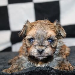 Adopt a dog:Journey/Morkie/Male/4 weeks,Hi, my name is Journey. I am so excited I love to be around people, and you will enjoy being with me! I’m looking forward to meeting my new forever family. Could that be with you? I sure hope so. I am a gorgeous puppy with a personality to match. I am also up to date on my vaccinations and vet checked from head to tail, so when you see me, I will be as healthy as can be. What are you waiting for? I know I will be the best friend you have dreamed of.