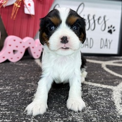 Atlantic/Cavalier King Charles Spaniel/Male/4 weeks