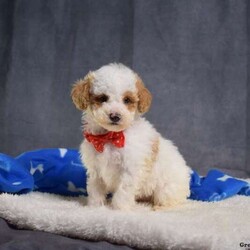 Dash/Mini Goldendoodle									Puppy/Male																/7 Weeks,Meet Dash, a lovable and well socialized F1B Miniature Goldendoodle puppy who is precious as can be! This little cutie comes home vet checked, up to date on shots and de-wormer, and with a 30 day health guarantee plus an extended genetic health guarantee, both provided by the breeder. Dash is being raised by a family with children and he loves to play! Call Omar Fisher today to hear more about the puppies and to schedule your visit!