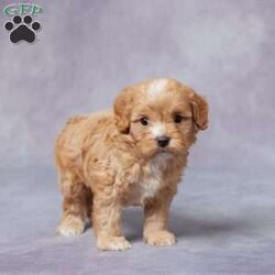 Arnie/Cavapoo									Puppy/Male																/6 Weeks,Meet Arnie, a sweet and charming F1 Cavapoo who’s looking for his forever home. Raised in a loving and caring environment, Arnie is well-socialized and ready to bring joy to your family. He’s been vet-checked, up to date on vaccines and dewormer, and is microchipped for added safety. Arnie also comes with a health guarantee, giving you peace of mind. His parents are AKC registered and have been genetically health tested to ensure he’s as healthy as possible. If you’re far away, don’t worry – we offer delivery options to bring Arnie to you. Don’t miss out on the chance to welcome this adorable and loving companion into your life! He’s sure to steal your heart.