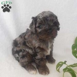 Ace/Cockapoo									Puppy/Male																/4 Weeks,Hi, im a Cockapoo puppy. I am looking forward to meeting you! I am up to date with my immunizations, my wormer medication, socialized. I am also vet-checked to make sure I am healthy. I come with a 30 day health guarantee. For more information call or text Linda 