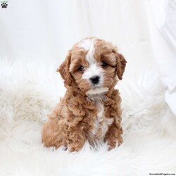 Laurel/Cavapoo									Puppy/Female														/December 19th, 2024