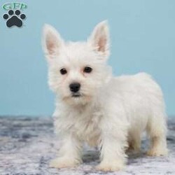 Tucker/West Highland Terrier									Puppy/Male																/11 Weeks,Tucker is up to date on all vaccines, wormings etc, Tucker is family raised in a loving country Christains home. He comes to you with a one year Health Guarntee. Shipping is available. Feel free to call or text us anty time