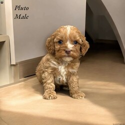 Pluto/Cavapoo									Puppy/Male																/12 Weeks,Pluto is a Red Abstract F1 Cavapoo his adult weight will be 10-12lbs. He has been groomed and dewormed ever 2 weeks since birth.  He has been to the vets and has his first vaccinations and a healthy vet report. His parents are Shelby and Wren and they have had Embark Genetic testing done which I can send you a copy of for you to review. If you would like to learn more about my program and my pupppies please text me and I can send you the links to my website and also to my facebook page and if you would like to set up a time to chat I am available to do that as well. The last picture you will see is an updated photo