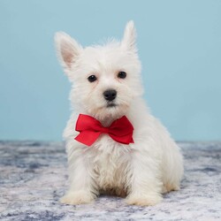 Tucker/West Highland Terrier									Puppy/Male																/11 Weeks,Tucker is up to date on all vaccines, wormings etc, Tucker is family raised in a loving country Christains home. He comes to you with a one year Health Guarntee. Shipping is available. Feel free to call or text us anty time