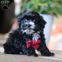 Storm/Maltipoo									Puppy/Male																/7 Weeks,Storm is the sweetest little Maltipoo around! With his expressive face and twinkling puppy eyes, he’s already got all of us wrapped around his little paw. His soft, silky coat and playful personality make him irresistible. This breed is known for being highly trainable, focused, and perfect for family life. We also make sure our pups are well-socialized from birth, so they join their new homes confident and adaptable, with a mellow, even-tempered nature.