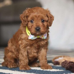 Brody/Cavapoo									Puppy/Male																/8 Weeks,Brody is the definition of “pawsitively” delightful! He has the cutest little face of a Cavapoo, always ready to brighten your day with his playful antics. This little boy is incredibly affectionate and loves snuggles, making him the perfect cuddle buddy. With bright eyes that seem to sparkle with mischief and warmth, Brody is always ready to embark on a new adventure or curl up by your side for a relaxing afternoon nap. Whether he’s impressing you with his quick learning abilities during training sessions or showering you with licks and tail wags, His joyful spirit and gentle demeanor make him an irresistible addition to any loving home. His friendly nature, boundless energy and little sparks of spunk will keep you entertained, and his endearing loyalty will warm your heart.