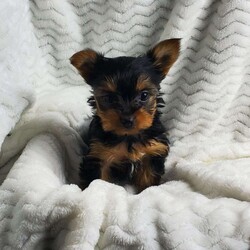 Lady (toy)/Yorkie									Puppy/Female														/8 Weeks