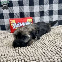 Cindy/Havanese									Puppy/Female														/November 19th, 2024,Meet Cindy a sweet little Havanese,   Shee is ACA Reg. Vet checked and shots are up to date. ready to be your special little buddy. Lavern Reiff License # 3221