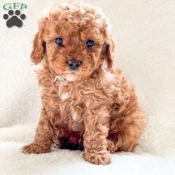 Bean/Cockapoo									Puppy/Male																/7 Weeks,This is Bean! He is one of the most playful puppies of his litter. He will greet you with a wagging tale and warm puppy licks. He is always up for a snuggle or a game of tug of war. He is updated on all of his vaccinations, his vet health check, and he is also dewormed. He is socialized with people of all ages from toddlers to adults. Bean comes with a puppy “home sweet home” kit to help him adjust to his new home and a year health guarantee. Bean’s fur is red with some white spots on his belly, paws, and face. His mother is a cockapoo and his father is a miniature poodle, which makes him a F2 cockapoo. We are willing to provide local delivery for Bean up to 15-20 miles from our home. To adopt him or more info please either message us over email or text.