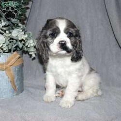 Lucy/Cocker Spaniel									Puppy/Female														/7 Weeks,Here comes the most adorable ACA Cocker Spaniel puppy! This charming little pooch is up to date on shots and dewormer and vet checked! The mother Lily is a sweet and affectionate girl and the father Buster is a handsome Cocker Spaniel. The breeder has ensured that this puppy is well socialized with adults and childre. To learn more about this beautiful pup contact Barbie & Elmer today! 