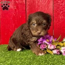 Roxy/Havanese									Puppy/Female														/7 Weeks,Roxy is an outstanding chocolate tan Akc registered havanese puppy! She’s also got the perfect white markings on her chest and feet! Up to date with all shots and dewormings and comes with a health guarantee! Was born 12/25/24. Family raised and well socialized. Ask us about our delivery options! Contact us today to reserve your new family member! 