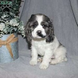 Lucy/Cocker Spaniel									Puppy/Female														/7 Weeks,Here comes the most adorable ACA Cocker Spaniel puppy! This charming little pooch is up to date on shots and dewormer and vet checked! The mother Lily is a sweet and affectionate girl and the father Buster is a handsome Cocker Spaniel. The breeder has ensured that this puppy is well socialized with adults and childre. To learn more about this beautiful pup contact Barbie & Elmer today! 