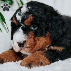 Charlie/Mini Bernedoodle									Puppy/Male																/5 Weeks,Meet our sweet natured friendly lil bernedoodles. They are well socialized by our children who take them with them all over the farm! Be it on wagon rides, stoller rides, or even nap time!!