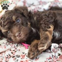 Isabella/Miniature Poodle									Puppy/Female														/6 Weeks,To contact the breeder about this puppy, click on the “View Breeder Info” tab above.