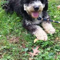 Charlie/Mini Bernedoodle									Puppy/Male																/5 Weeks,Meet our sweet natured friendly lil bernedoodles. They are well socialized by our children who take them with them all over the farm! Be it on wagon rides, stoller rides, or even nap time!!